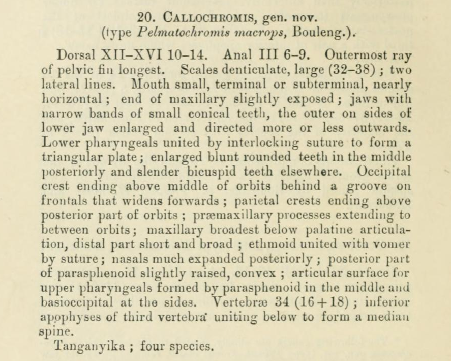 Callochromis.PNG