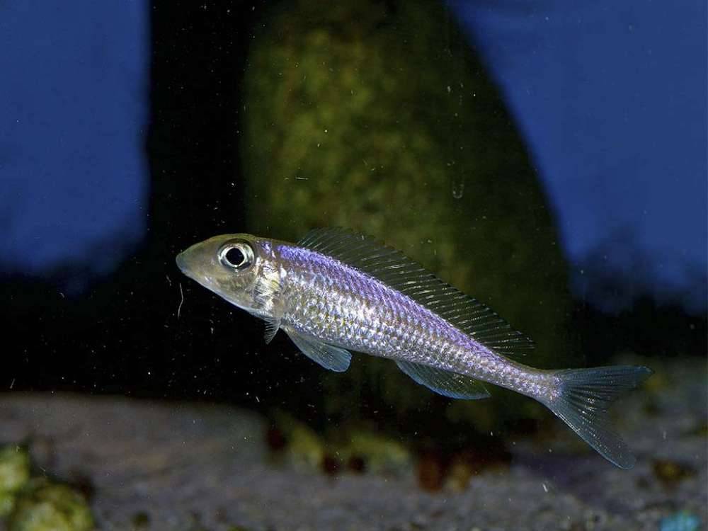 Юлидохромис марлиера гомби, julidochromis transcriptus pemba